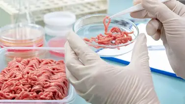 Gobernador de Florida aprueba ley que prohíbe la venta de carne cultivada  Gobernador de Florida aprueba ley que prohíbe la venta de carne cultivada