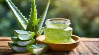 ¿Cuál es el efecto que produce el aloe vera en el cabello? Aquí te decimos ¿Cuál es el efecto que produce el aloe vera en el cabello? Aquí te decimos