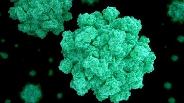 Conoce el Norovirus, la enfermedad que ataca a los Estados Unidos