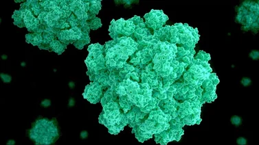 Conoce el Norovirus, la enfermedad que ataca a los Estados Unidos
