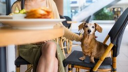 2001online - Estados Unidos - perros restaurantes florida