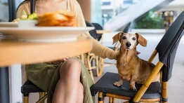 2001online - Estados Unidos - perros restaurantes florida