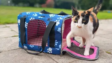 Jornada de esterilización felina a bajo costo Jornada de esterilización felina a bajo costo