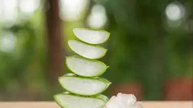 Dile adiós a las arrugas con esta mascarilla a base de aloe vera: aprende a prepararla fácil y rápido Dile adiós a las arrugas con esta mascarilla a base de aloe vera: aprende a prepararla fácil y rápido