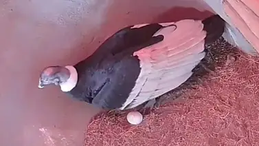 Pareja de cóndor en Mérida logra primera postura de huevo: estos son los resultados de la pruebas de fertilidad Pareja de cóndor en Mérida logra primera postura de huevo: estos son los resultados de la pruebas de fertilidad
