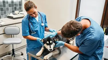 Emergencias no toman vacaciones: clínicas veterinarias abiertas las 24 horas en Navidad Emergencias no toman vacaciones: clínicas veterinarias abiertas las 24 horas en Navidad