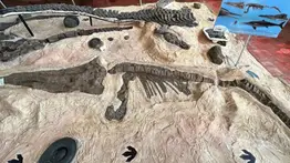 2001online - usa - reptiles