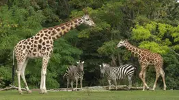Alerta en Florida: Zoo Miami bajo inspección tras amenaza de bomba