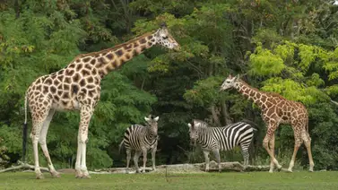 Alerta en Florida: Zoo Miami bajo inspección tras amenaza de bomba Alerta en Florida: Zoo Miami bajo inspección tras amenaza de bomba