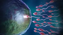 2001ONLINE - USA - EMBRIÓN