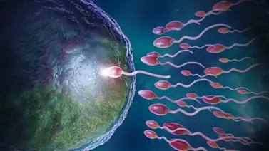 2001ONLINE - USA - EMBRIÓN 2001ONLINE - USA - EMBRIÓN