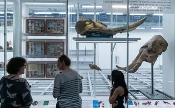 Este museo descubre 70 nuevas especies en 2025: hay una mosca conservada en ámbar