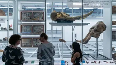 Este museo descubre 70 nuevas especies en 2025: hay una mosca conservada en ámbar Este museo descubre 70 nuevas especies en 2025: hay una mosca conservada en ámbar