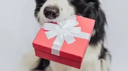 ¡En video! Perrito callejero entra a un centro comercial y sale con un inesperado regalo esta Navidad