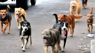 Refugios para mascotas: estos son los lugares donde los puede llevar en estas fechas decembrinas Refugios para mascotas: estos son los lugares donde los puede llevar en estas fechas decembrinas