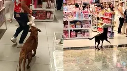 ¡Final feliz! Perrito callejero viral consiguió más que un peluche: conoce su conmovedora historia