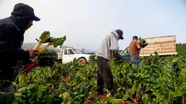 Vacantes de cosechador con sueldo atractivo en Florida