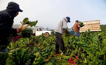 Vacantes de cosechador con sueldo atractivo en Florida