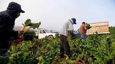 Vacantes de cosechador con sueldo atractivo en Florida Vacantes de cosechador con sueldo atractivo en Florida