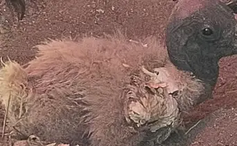 Hija de Pishirapu y Nareupa: el nacimiento que salva al cóndor andino de la extinción en Venezuela