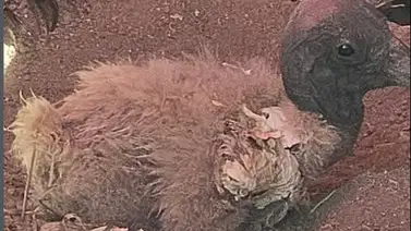 Hija de Pishirapu y Nareupa: el nacimiento que salva al cóndor andino de la extinción en Venezuela Hija de Pishirapu y Nareupa: el nacimiento que salva al cóndor andino de la extinción en Venezuela