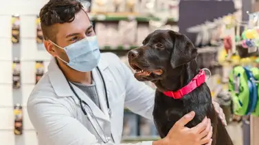 Misión Nevado ofrece atención veterinaria gratis este 30 de diciembre: revisa los servicios Misión Nevado ofrece atención veterinaria gratis este 30 de diciembre: revisa los servicios