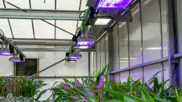 Plantas que 'respiran' nitrógeno y tomates que resisten la sal, la agricultura del futuro