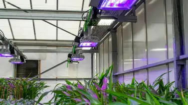 Plantas que 'respiran' nitrógeno y tomates que resisten la sal, la agricultura del futuro Plantas que 'respiran' nitrógeno y tomates que resisten la sal, la agricultura del futuro